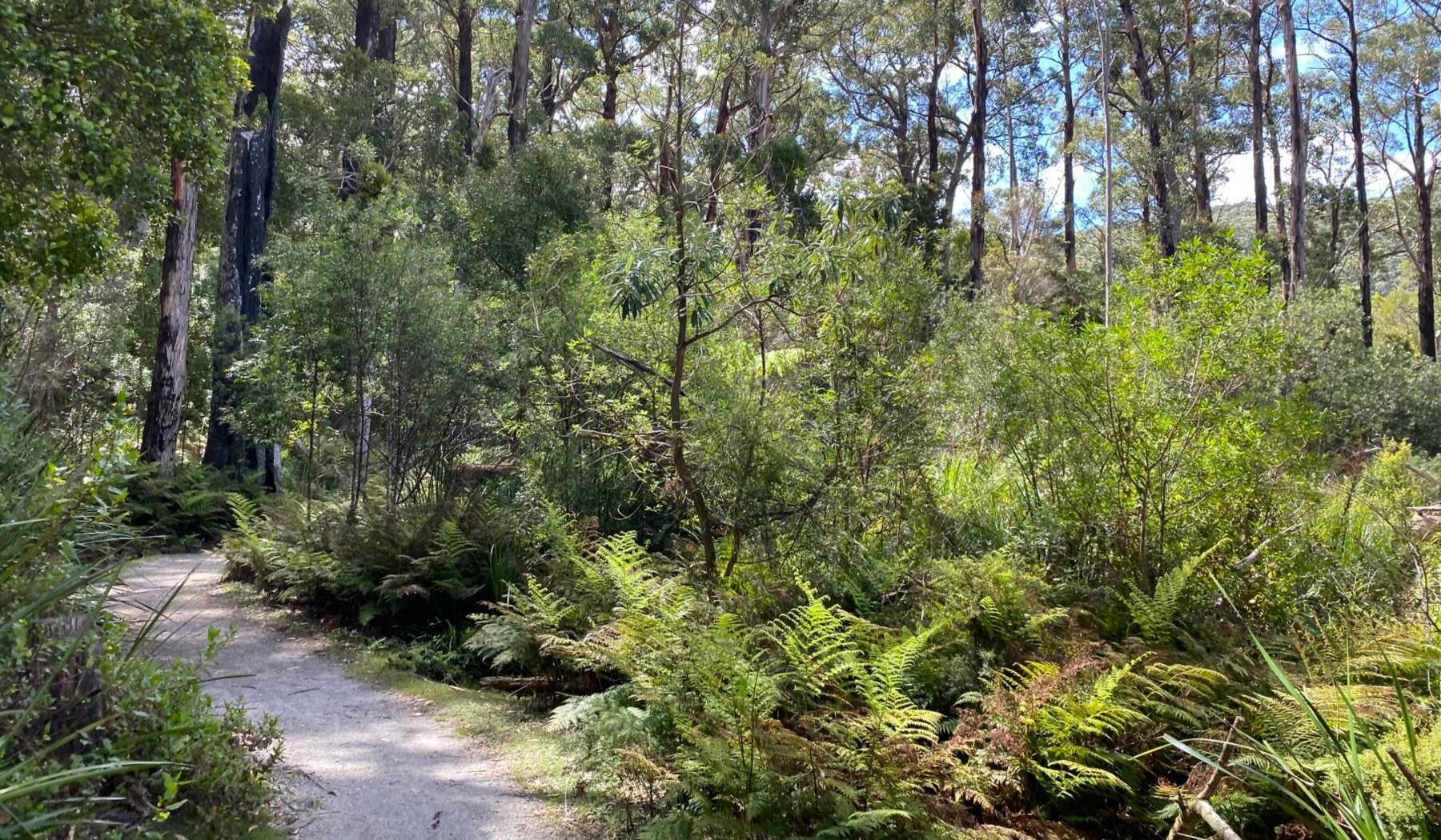 This sheltered rainforest walk provides a cool, verdant escape from the coastal heat among ancient ferns and towering trees. This sheltered rainforest walk provides a cool, verdant escape from the coastal heat among ancient ferns and towering trees.