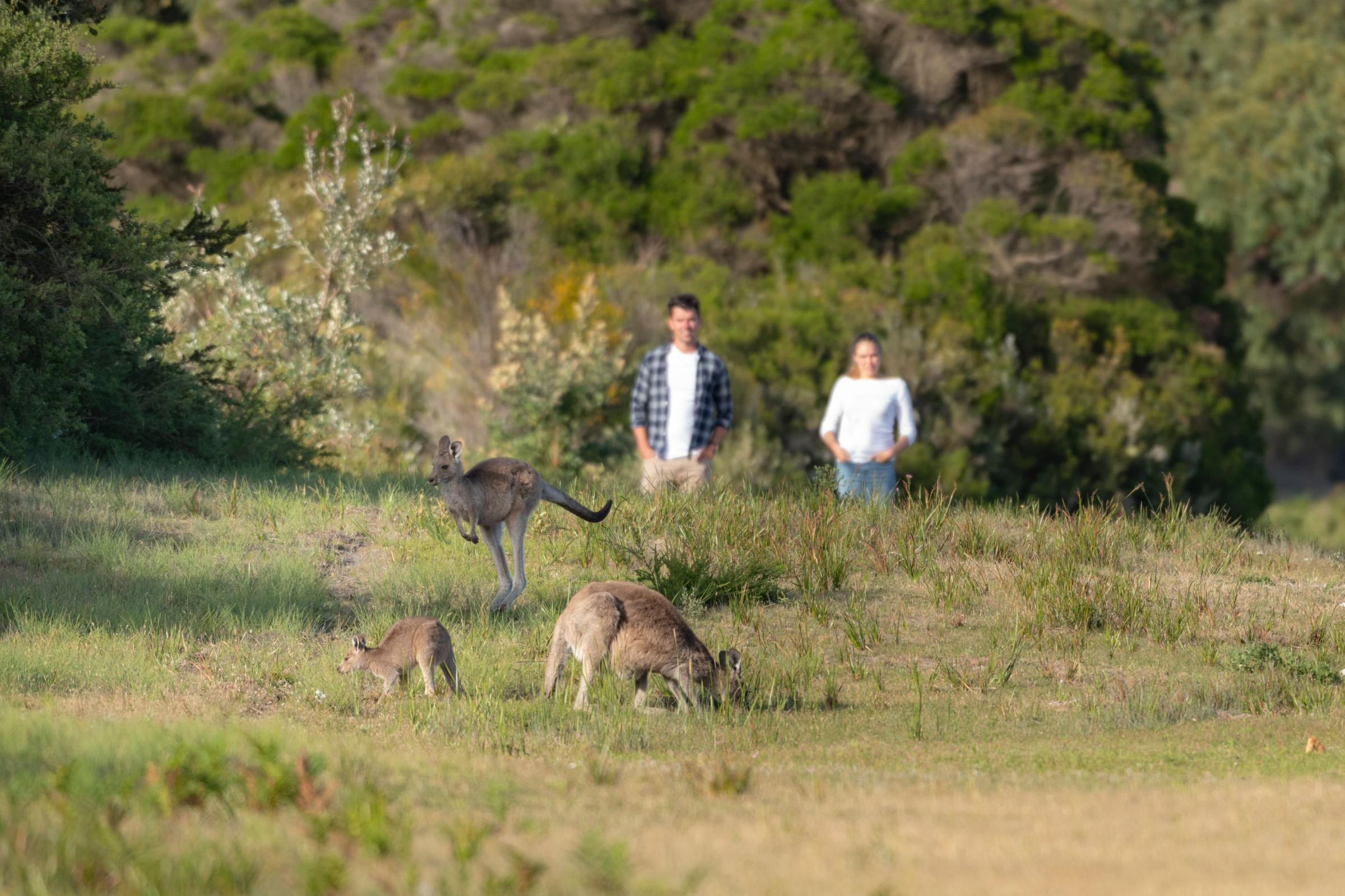 The dedicated Wildlife Walk offers reliable opportunities to observe kangaroos and wombats in their natural grassland habitat. The dedicated Wildlife Walk offers reliable opportunities to observe kangaroos and wombats in their natural grassland habitat.