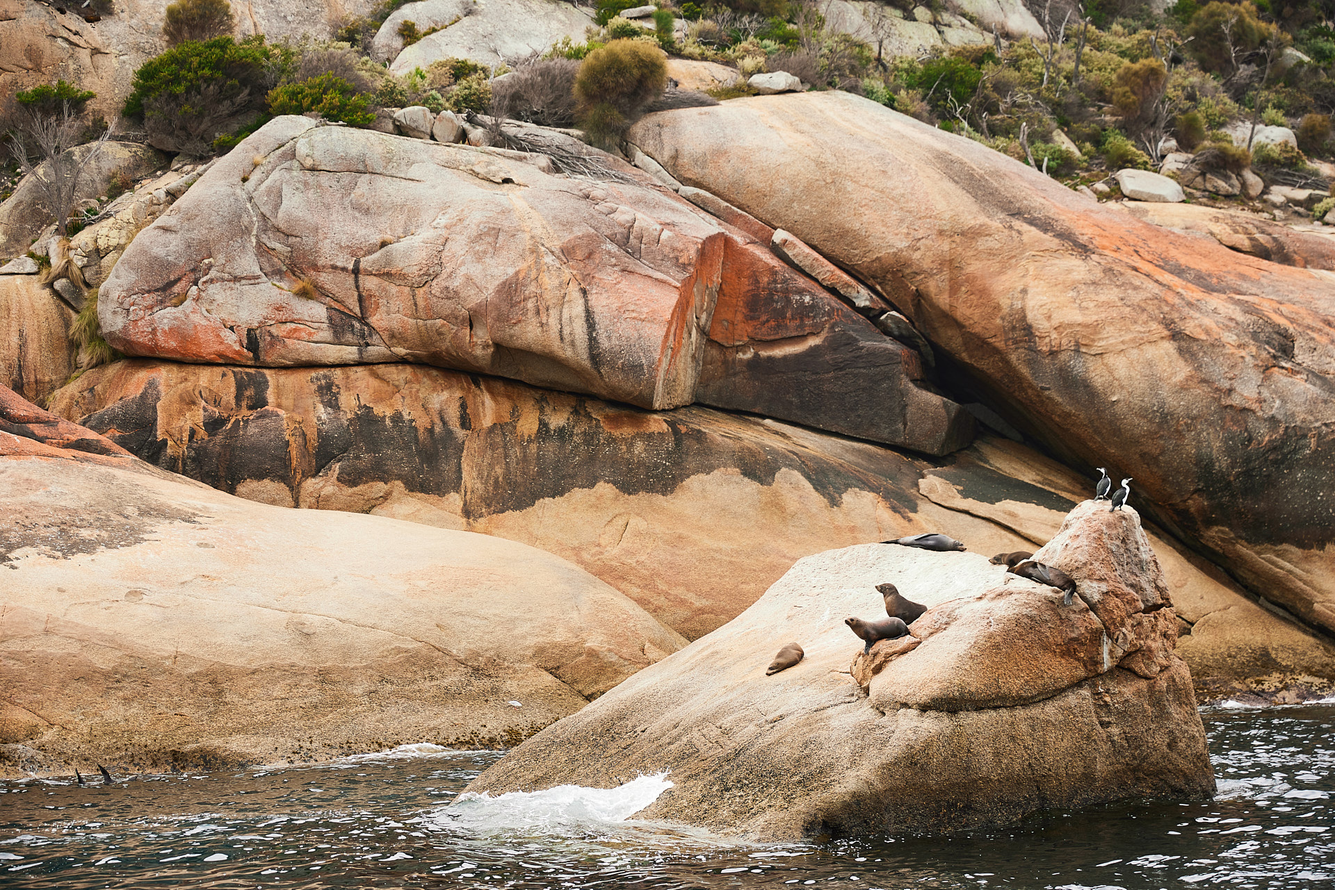 Australian fur seals resting on rocks near Sealers Cove in Wilsons Promontory